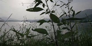 慢镜头景观:香港大美督的植物与景观