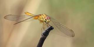 蜻蜓看着相机的慢镜头