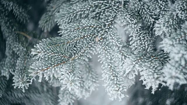 冰雪覆盖的松树枝在冬季公园。圣诞节的背景