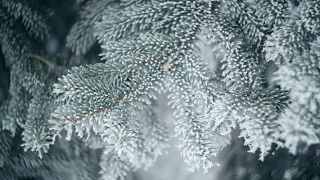 冰雪覆盖的松树枝在冬季公园。圣诞节的背景视频素材模板下载