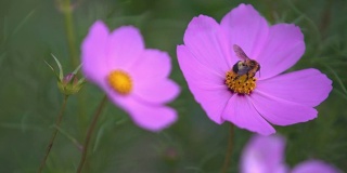 4千只蜜蜂吃花粉花。