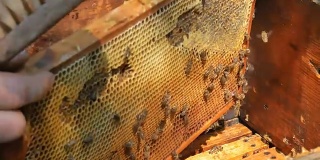 采蜜期间，养蜂人正在把蜜蜂从架子上摇进蜂巢。