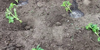 一位妇女正在花园里种西红柿幼苗，给它们浇水，并在地里挖土