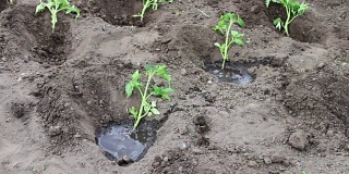 一位妇女正在花园里种西红柿幼苗，给它们浇水，并在地里挖土