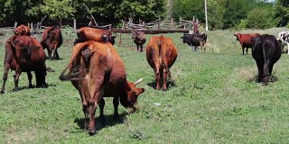 夏天，牛在村里的牧场上吃草