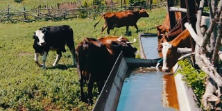 各种大大小小的奶牛从装满水的巨大铁槽里喝水。渴望牛。奶牛在吃草