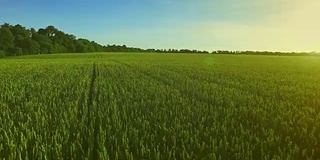 麦田景观。夏日的麦田里阳光灿烂。绿色的草地