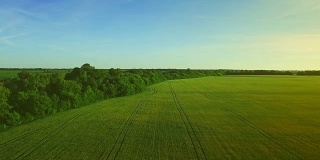 夏日里美丽的绿色麦田景观。农业领域