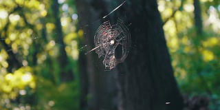 五彩的蜘蛛网倾注在阳光下的森林里。蜘蛛织蜘蛛网