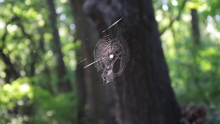 五彩的蜘蛛网倾注在阳光下的森林里。蜘蛛织蜘蛛网视频素材模板下载
