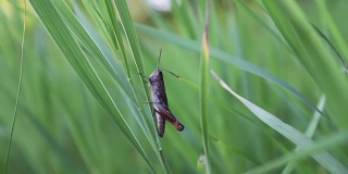 一个巨大的绿色蚱蜢坐在一片高高的新鲜的森林草地上的一片草叶上