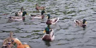 野鸭在池塘里游泳