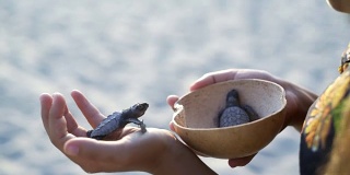 海龟保护区