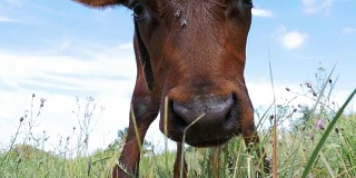 灰色小牛在草地上吃草天空背景和气味的相机。慢动作