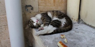 无家可归的猫躺在一片面包旁，蜷缩着试图睡觉。无家可归的问题，没人多余的动物