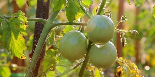 西红柿，花园里的绿西红柿。浇水的西红柿