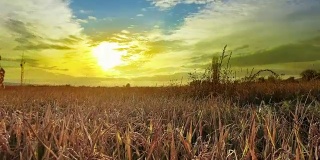 黄麦、稻子、黑麦成熟穗的背景，夕阳下的田野橙色的天空背景，地平线上夕阳下的食物原料的想法，丰富的收获家，丰收，金色的阳光穗