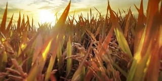 小麦，水稻，黑麦。在金色的麦穗间移动。美丽的自然日落景观。阳光下的乡村风光。草甸麦田成熟穗的背景。丰收的概念
