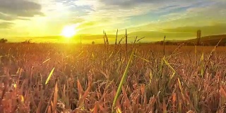 背景的成熟的小麦，水稻，黑麦麦田在日落多云的橙色天空背景复制空间的夕阳光线在地平线上农村草地。丰收的意思
