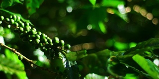 泰国北部清莱省的绿咖啡豆。