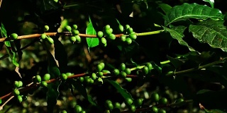 泰国北部清莱省的绿咖啡豆。