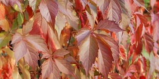 落日时分，红绿的常青藤叶围成美丽的秋天篱笆。阳光明媚的秋天的夜晚