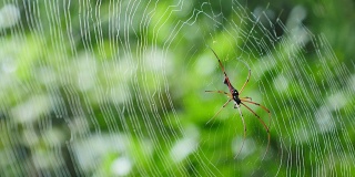 泰国森林里蜘蛛网上的蜘蛛。