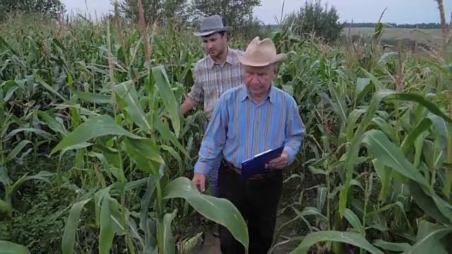 农民们走过一片玉米地，检查着收获的成熟
