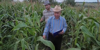 农民们走过一片玉米地，检查着收获的成熟