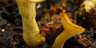 平菇，随时间流逝而生长的平菇