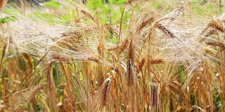 美丽的成熟小麦小穗迎风飘扬