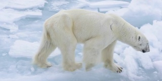 在北极行走的北极熊。