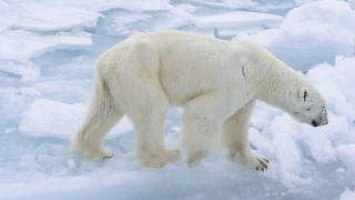 在北极行走的北极熊。视频素材模板下载