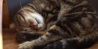 两张倾斜拍摄的睡猫有一个好梦
