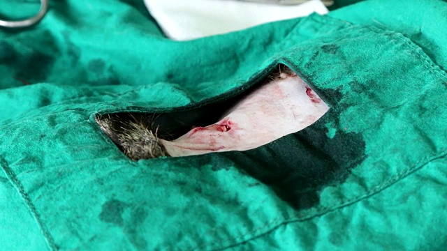 兽医在做消毒手术。猫在兽医手术中，子宫和卵巢的猫在手术中法国斗牛犬在一个炎热的夏天喘气