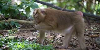 猴子生活在泰国普吉岛的一片天然森林里。