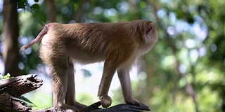 猴子生活在泰国普吉岛的一片天然森林里。