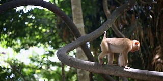 猴子生活在泰国普吉岛的一片天然森林里。