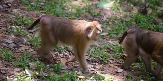 猴子生活在泰国普吉岛的一片天然森林里。