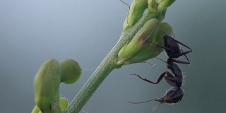 一朵花上的黑蚂蚁