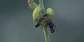 蚂蚁吃虫子