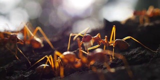 红蚂蚁行走