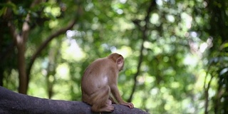 猴子生活在泰国普吉岛的一片天然森林里。