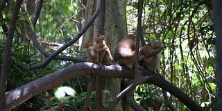 猴子生活在泰国普吉岛的一片天然森林里。