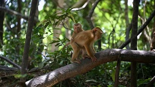 猴子生活在泰国普吉岛的一片天然森林里。视频素材模板下载