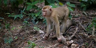 猴子生活在泰国普吉岛的一片天然森林里。