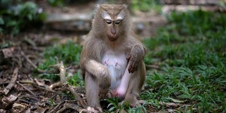 猴子生活在泰国普吉岛的一片天然森林里。