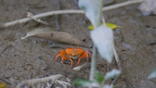 红树林里的红蟹视频素材模板下载