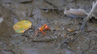 红树林里的红蟹视频素材模板下载