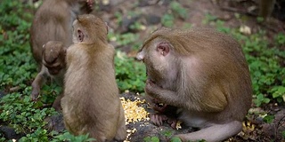 猴子生活在泰国普吉岛的一片天然森林里。